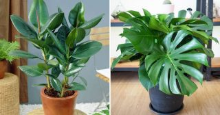 10 Plantas De Interior Que No Requieren Muchos Cuidados Perfectas Para