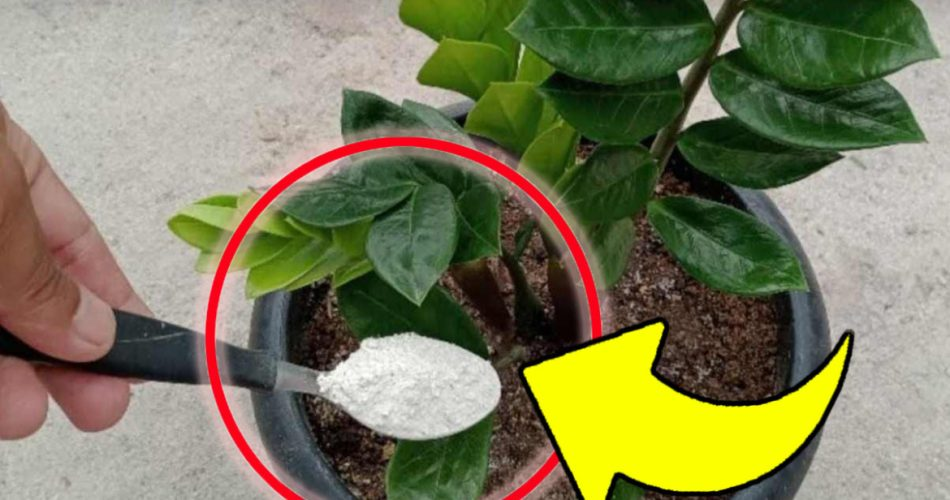 Con este fertilizante natural para plantas por fin todo florecerá