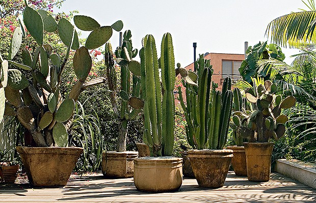 RAZONES PARA TENER UN CACTUS EN CASA Recetas Y Consejos