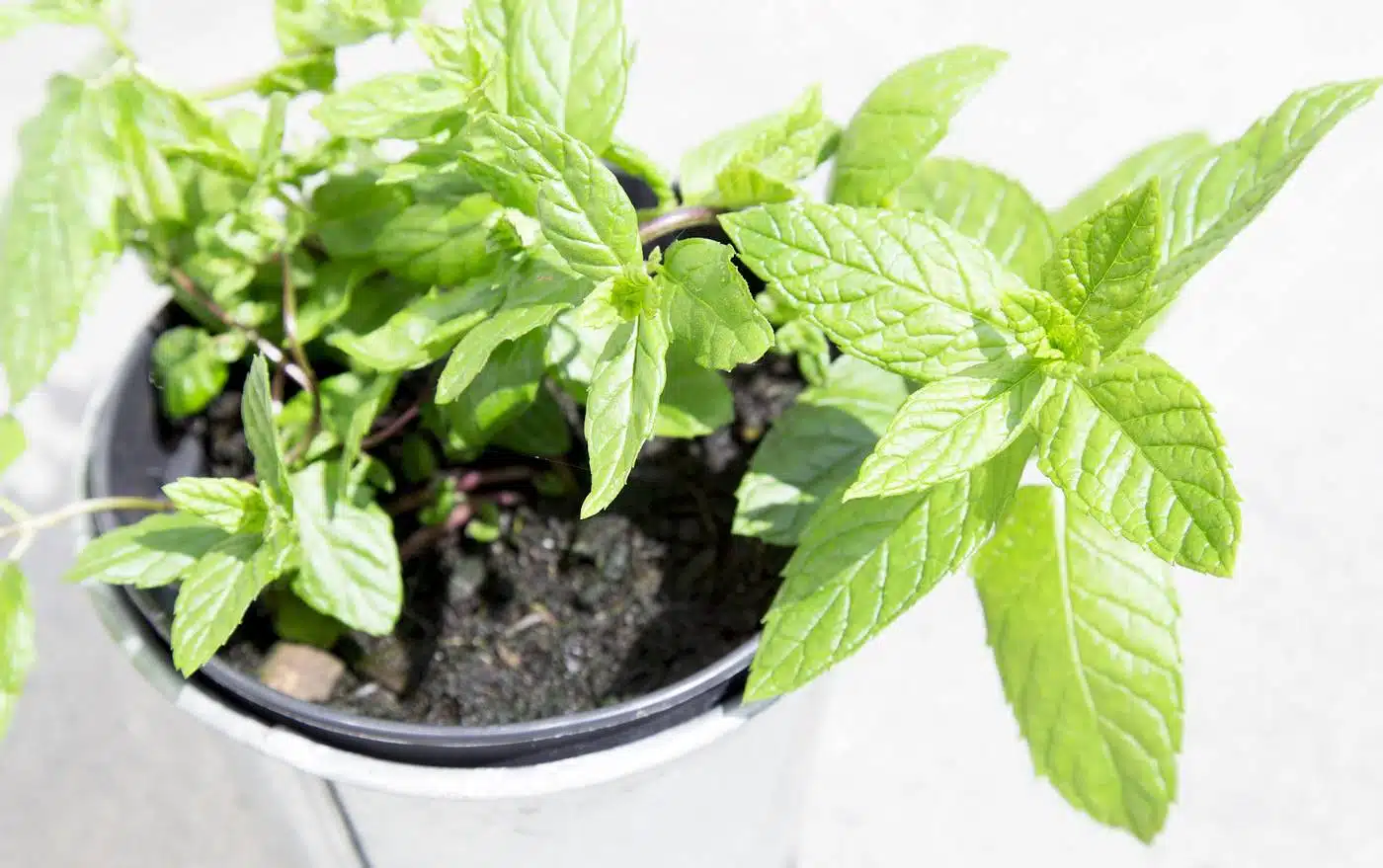 Cultivar Menta En Macetas Las Claves Del Xito Recetas Y Consejos