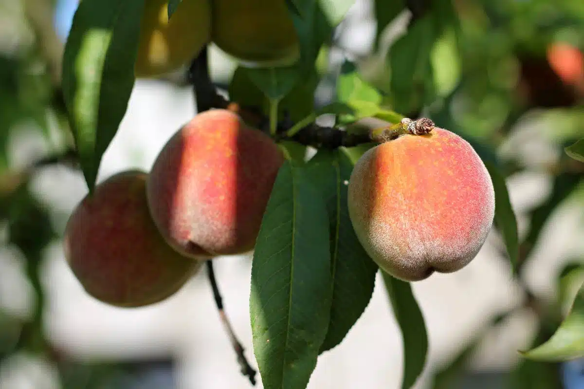 Qu Rbol Frutal Elegir Seg N Tu Jard N Recetas Y Consejos