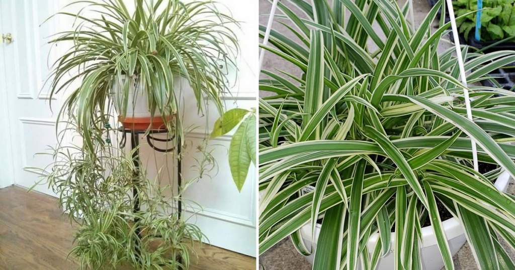 Cómo Cuidar La Falange, La Planta Que Purifica El Aire En Casa ...