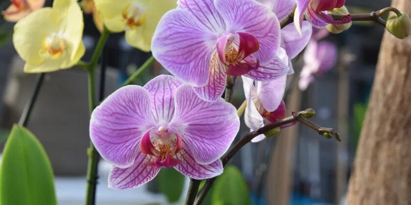 3 trucos de jardinería para cuidar y regar orquídeas en verano y hacer que florezcan rápidamente sin fertilizantes