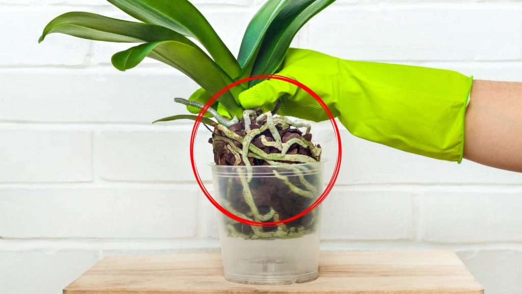 Preste atención a estas 3 señales de su orquídea: debe ser trasplantada lo antes posible.