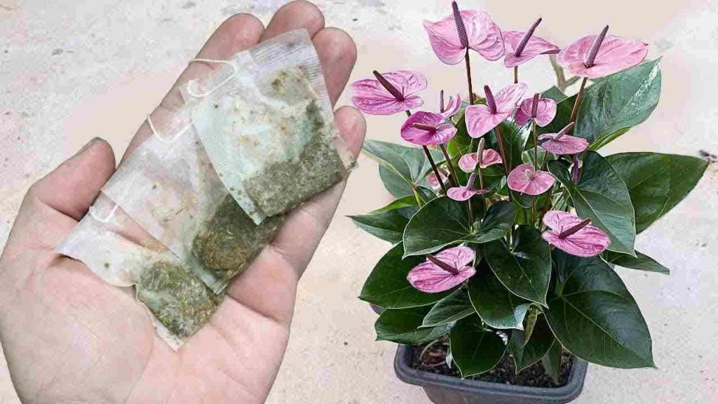Anturio: basta con un solo sobre al mes para que broten muchas flores
