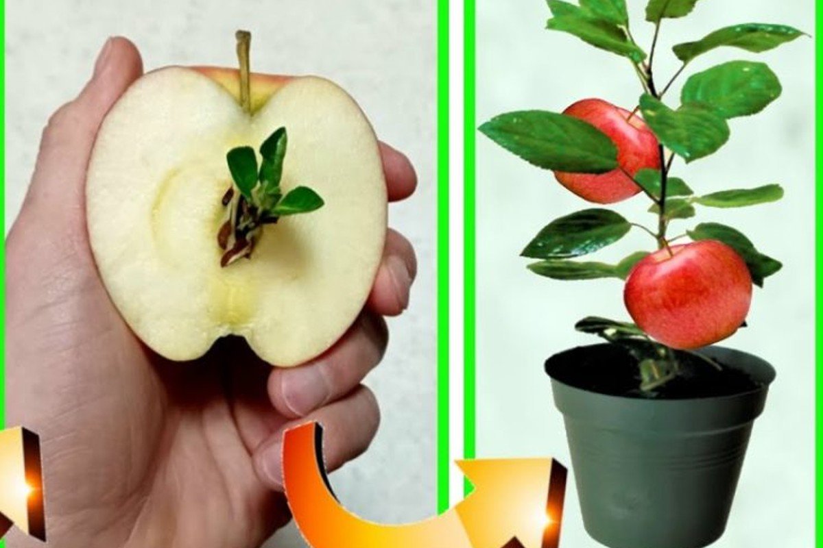 Planta de manzana: De la semilla a la planta, cómo cultivarla en casa