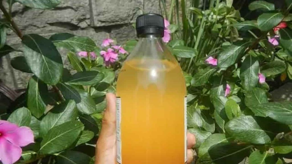 Adiós a los mosquitos de las plantas: así los mantiene alejados con el método del vivero
