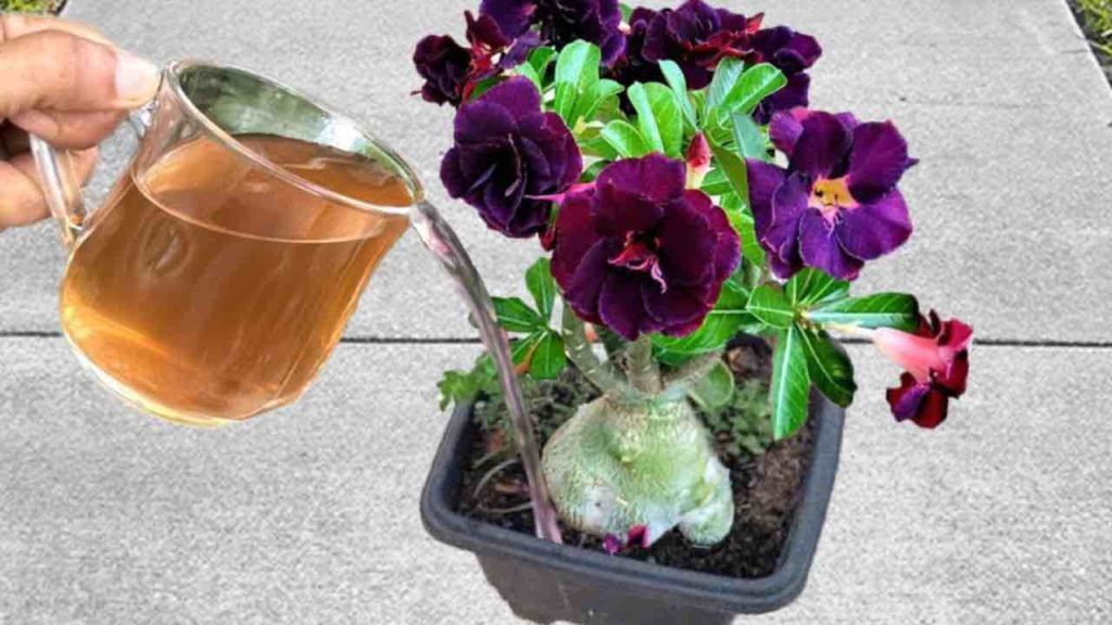 Haga revivir plantas muertas o marchitas en cuestión de segundos: riéguelas siempre así.