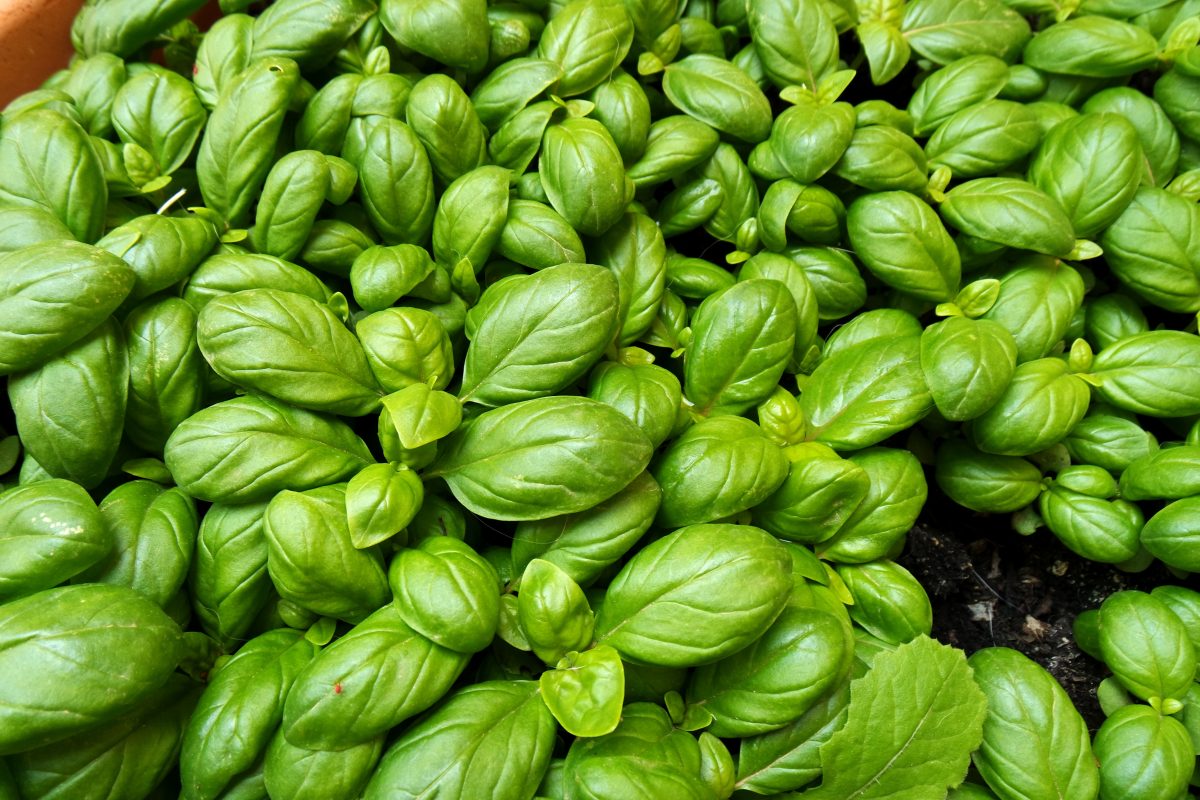 Albahaca: si se riega así, se pudre — descubra el truco de los jardineros.