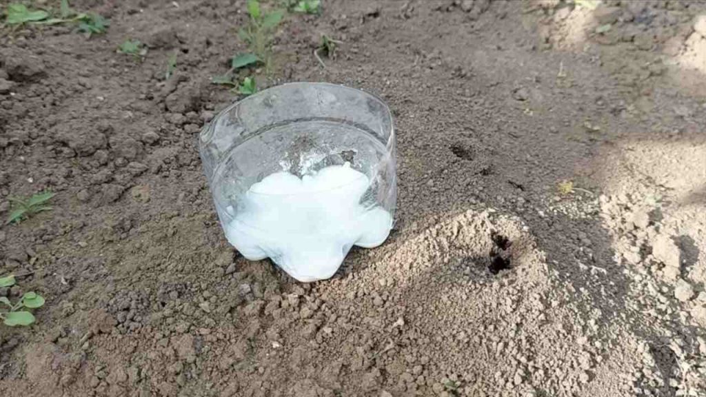 Deshágase de las hormigas con este método biológico: nunca volverán.
