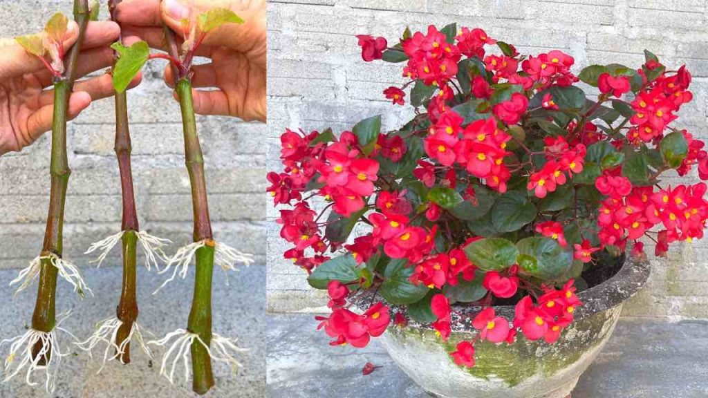 Begonias: cómo multiplicar ramas infinitamente con 1 plátano: se multiplican de inmediato