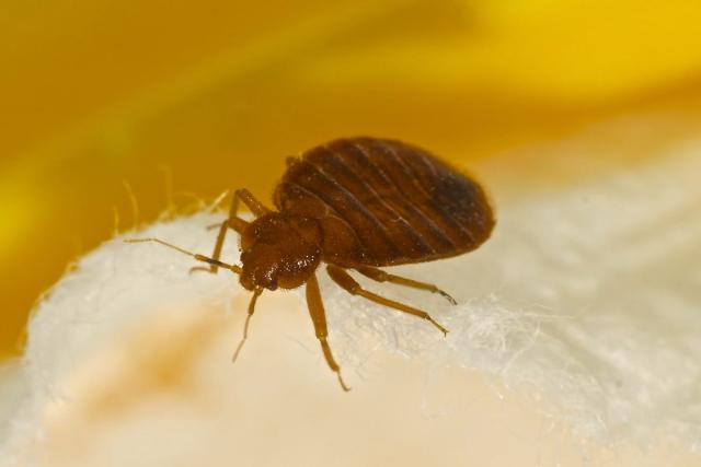 Chinches de cama: el ingrediente en sus armarios (y en el jardín) con el que puede eliminarlas en tiempo récord