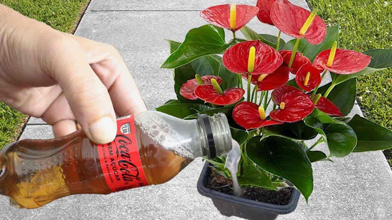 Hacer estallar flores durante todo el año