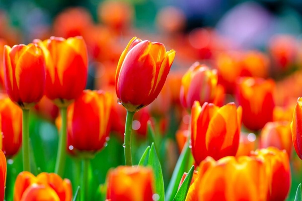 ¡Tulipanes coloridos y exuberantes con este fertilizante casero!