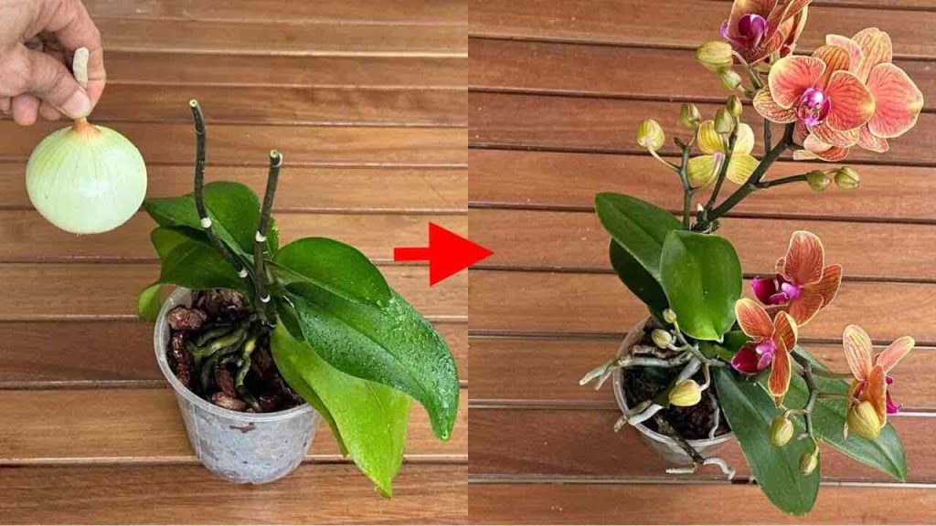 Después de eso, todas sus orquídeas florecerán sin interrupción — pruébelo.