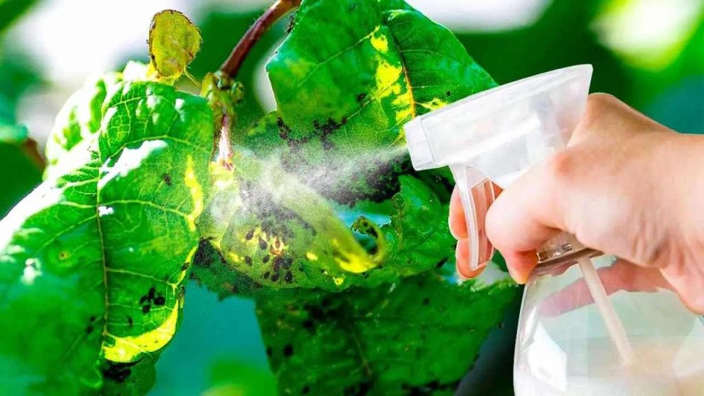 El potente remedio casero contra los pulgones es utilizado por los jardineros: lo tienen en la cocina.