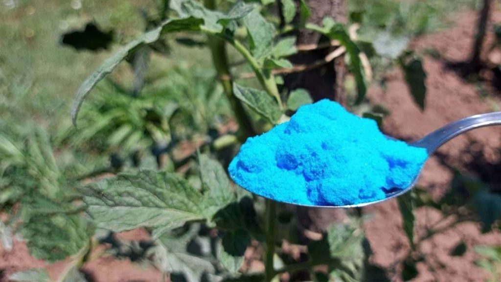 Esto protege a los tomates, pepinos, calabacines y otras plantas de enfermedades peligrosas.