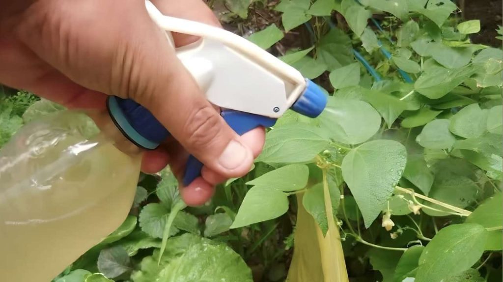 El fungicida e insecticida más potente del mundo es este: sin productos químicos