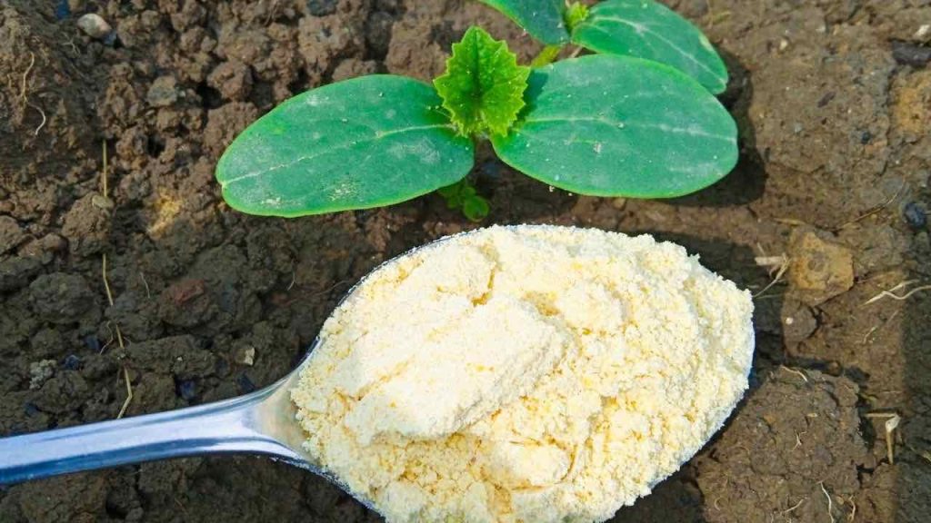 El remedio infalible para eliminar las hormigas del jardín: se van en 10 segundos.