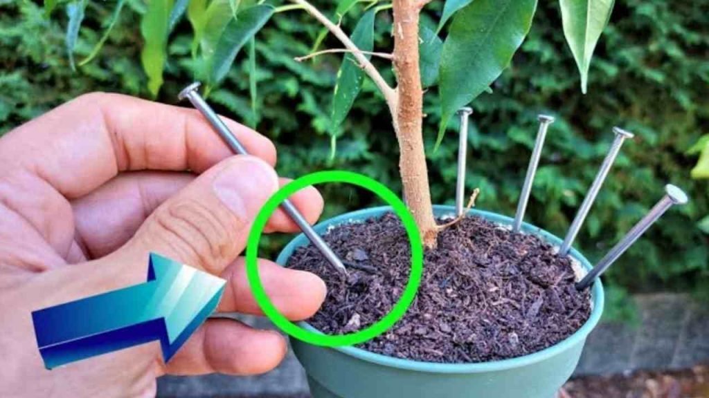 Porque todos ellos dejan un clavo en las plantas antes de irse de vacaciones.