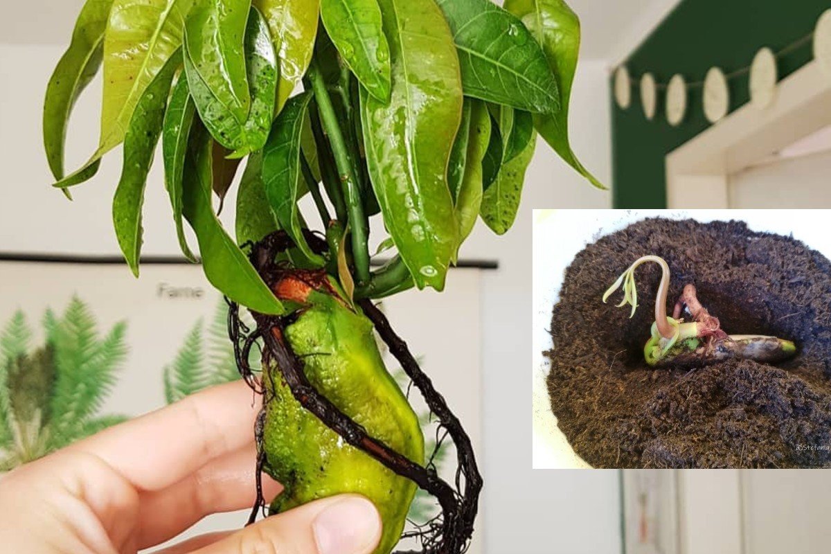 El cultivo de mango en casa es muy sencillo: ¡Descubra con nosotros el método rápido!