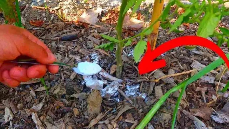 La razón por la que se recomienda poner polvo de hornear en las plantas es inesperada.
