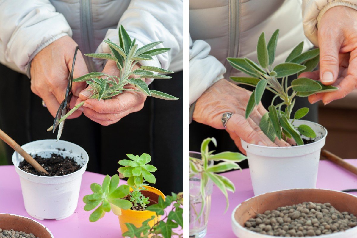 El truco del esqueje para multiplicar la salvia indefinidamente sin gastar ni un euro.
