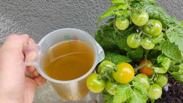 El mejor fertilizante orgánico barato: explosión para tomates y pepinos