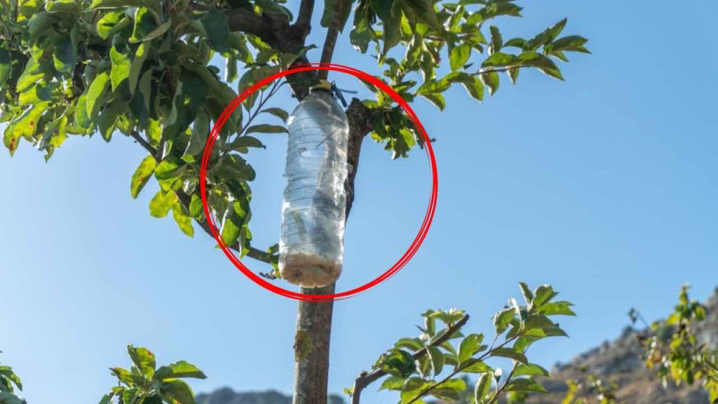 La razón inesperada para colgar botellas de plástico en los árboles.