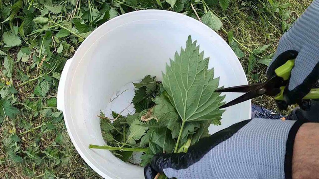 El ingrediente secreto para un jardín saludable: las plantas crecen 5 veces más rápido