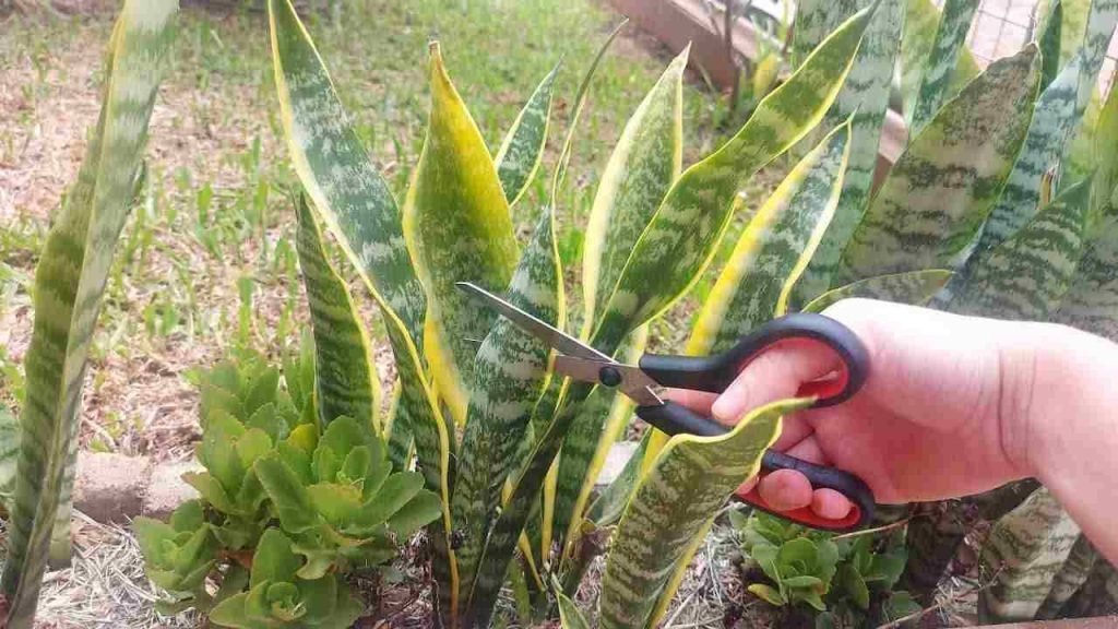 La lengua de la suegra, ¿el secreto para lograr que esta hermosa planta crezca rápidamente? Aquí. Pocas personas lo conocen. Te sorprenderá el increíble descubrimiento.