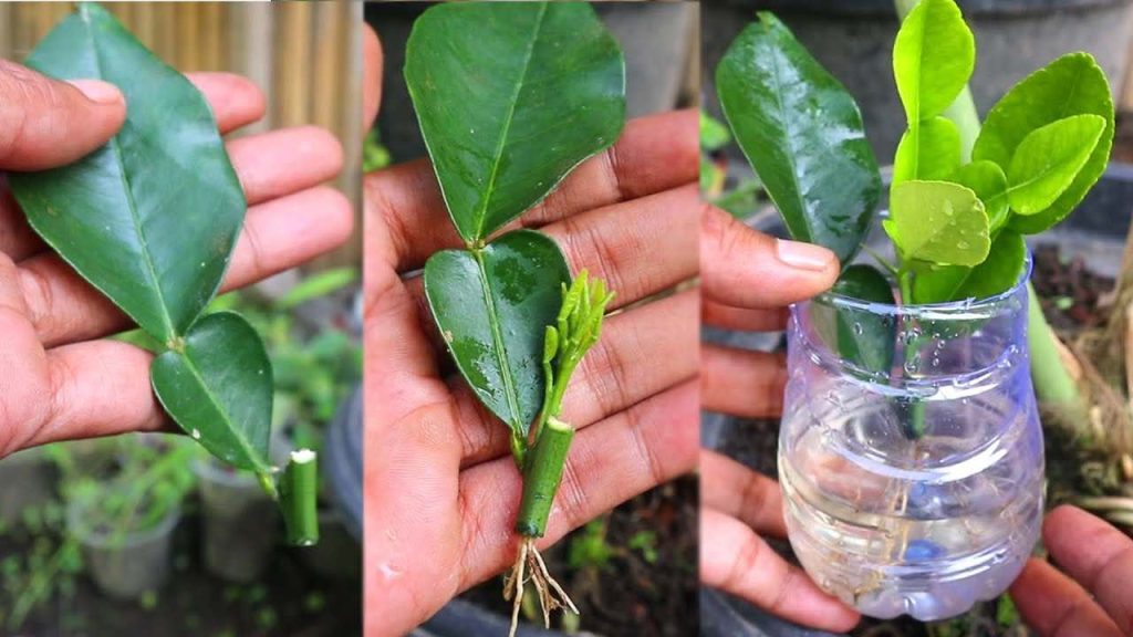 El método facilísimo para propagar limoneros a partir de esquejes de hoja en pocos minutos