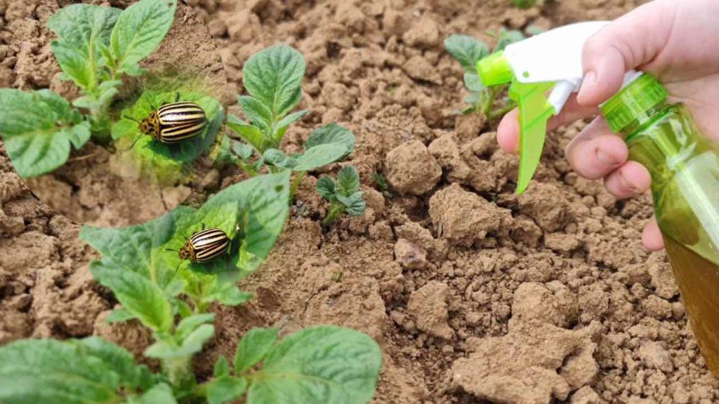 El método natural más eficaz para proteger las patatas de los escarabajos