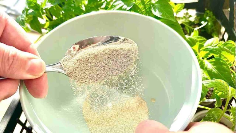 Esto acelera mucho el crecimiento de las plántulas que tiene en su balcón y jardín.