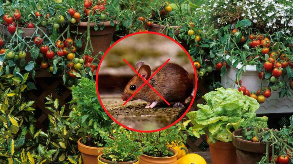 Esta planta ahuyenta inmediatamente a los ratones de la casa: la usan para sazonar platos.