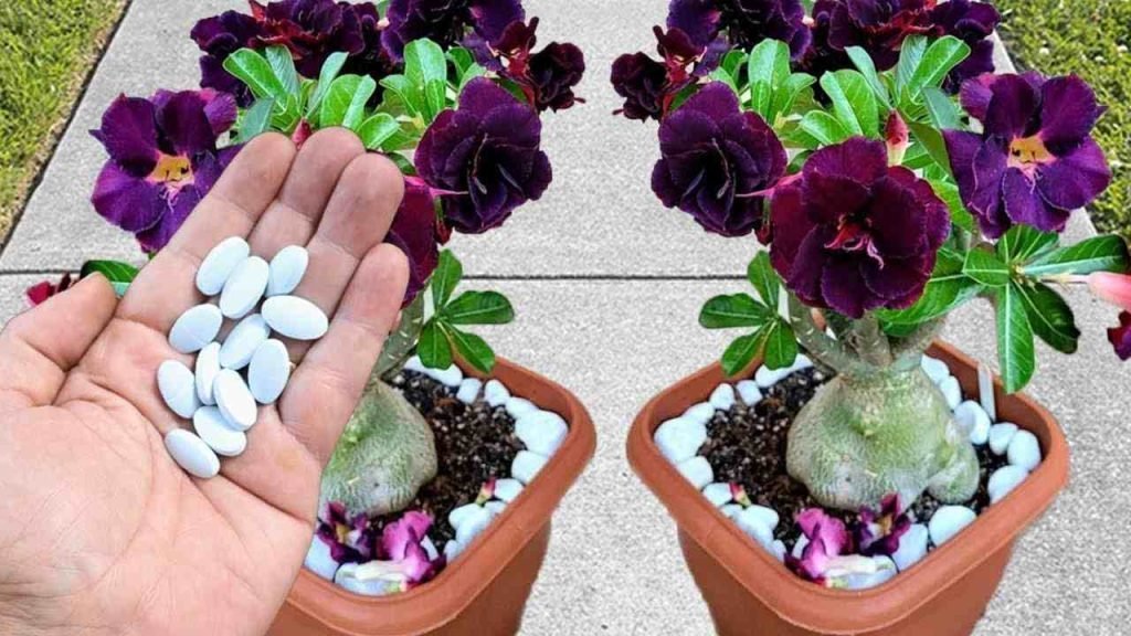 Esta píldora hará explotar muchas flores tanto en el jardín como en el balcón.