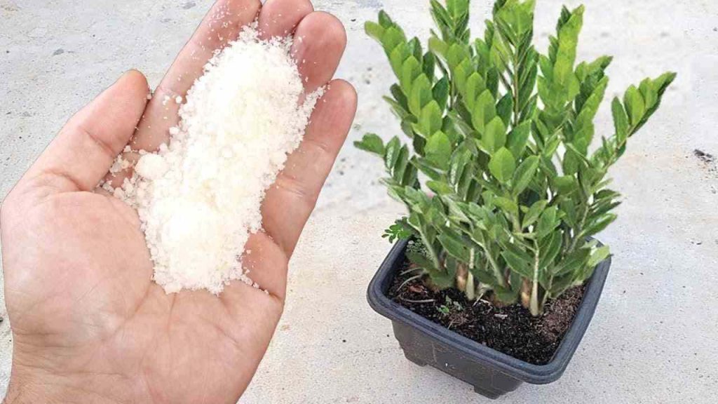Este ingrediente popular hace que cualquier planta crezca cinco veces más rápido.