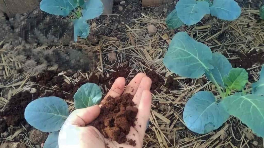 Este fertilizante natural para plantas pondrá celosos a todos los vecinos.