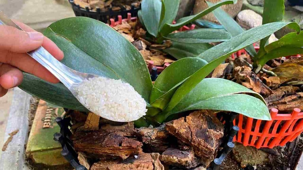 Este fertilizante natural ayuda a su orquídea a mantenerse sana durante las cuatro estaciones.