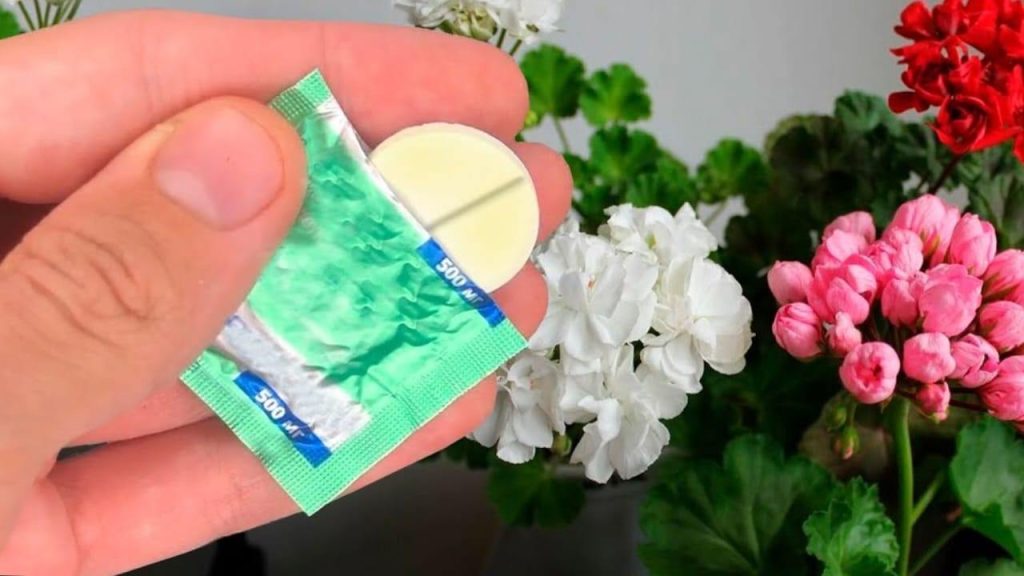 Este remedio casero favorece un crecimiento activo y exuberante de las flores.