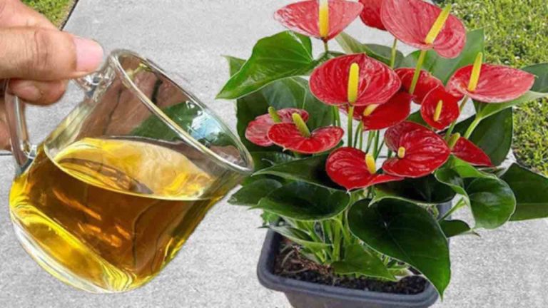 Esta agua hace que sus plantas en su balcón o jardín florezcan durante todo un año.