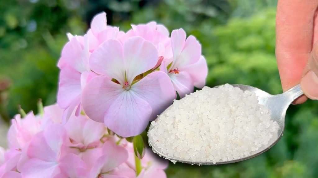 No lo creerás, pero hace que cada planta o flor crezca cinco veces más rápido.