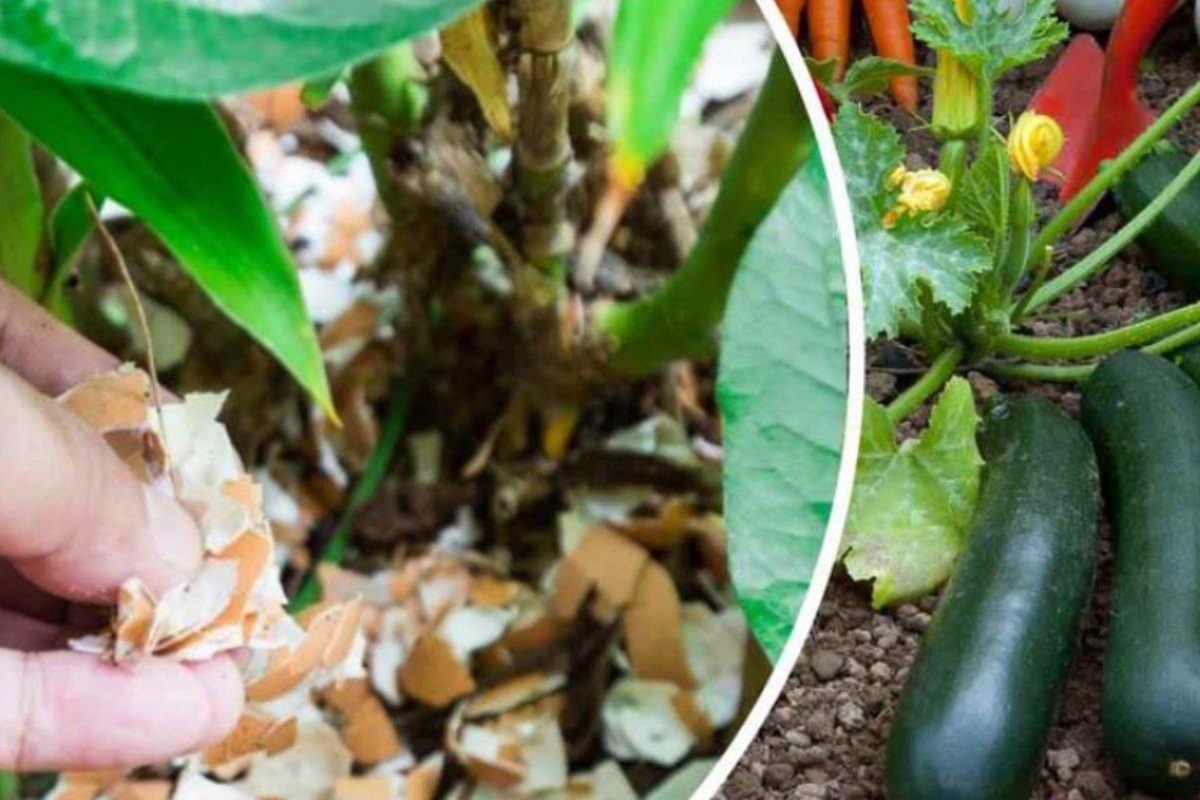 Cáscaras de huevo: Siémbralas de inmediato en las plantas, nunca ha tenido un huerto así. ¡El jardinero lo recomienda!