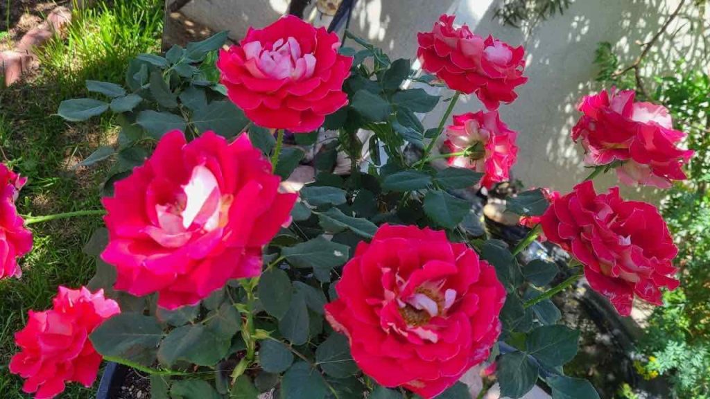 Un montón de rosas explotará con este fertilizante natural muy potente.