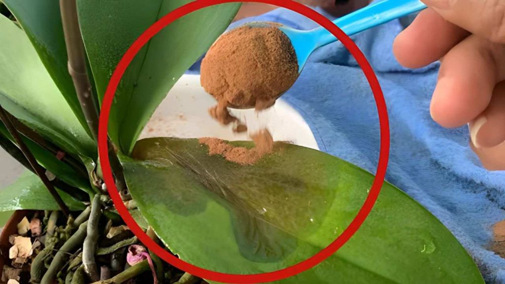 Una cucharadita en plantas secas y se curarán por completo en unos días.