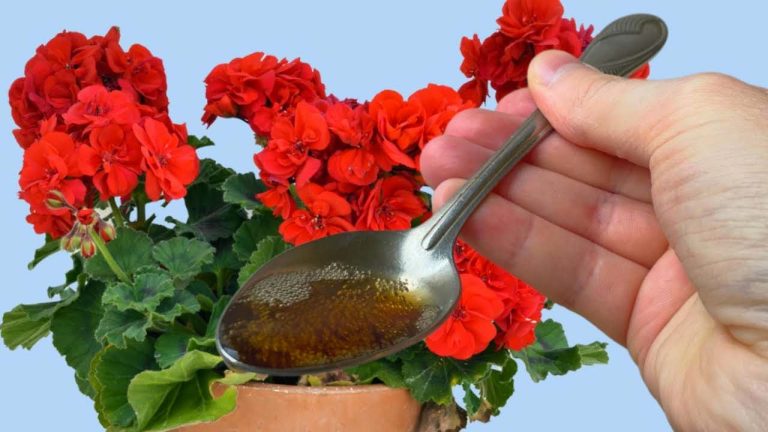 Una gota para todas las flores de la casa basta, la floración está garantizada: riéguelas ahora.