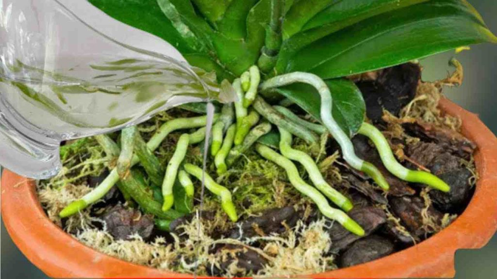 Una sustancia que hace que las orquídeas florezcan todo el año: raíces y flores muy exuberantes