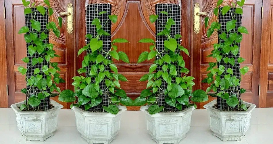 Purificación sencilla del aire interior: cómo cultivar pothos para absorber gases tóxicos