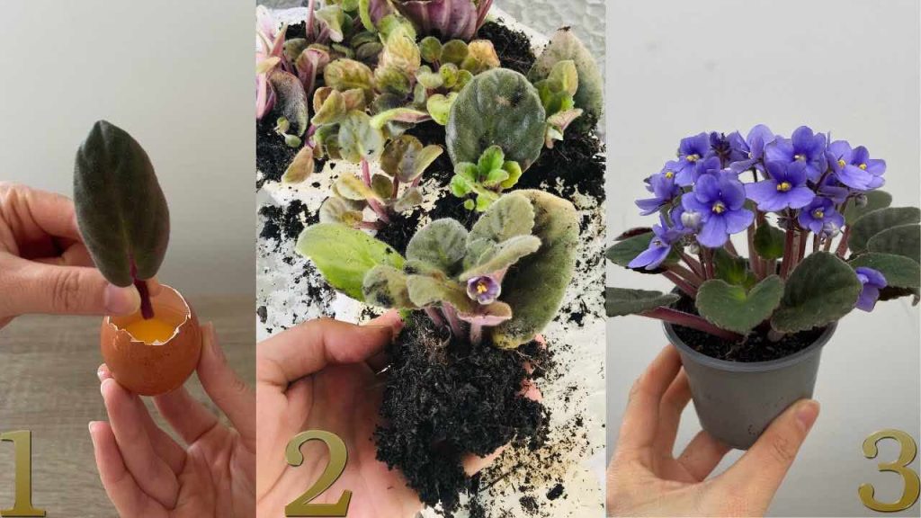 Deja una hoja violeta dentro del huevo, unos segundos después sucede lo inesperado.