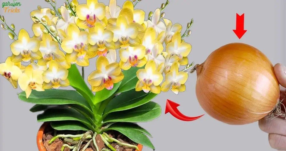 ¡Experimente el milagro de una cebolla que acelera el crecimiento de las orquídeas!